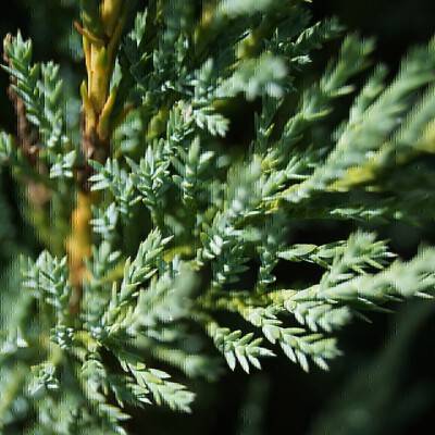 Juniperus scopulorum Blue Arrow_01